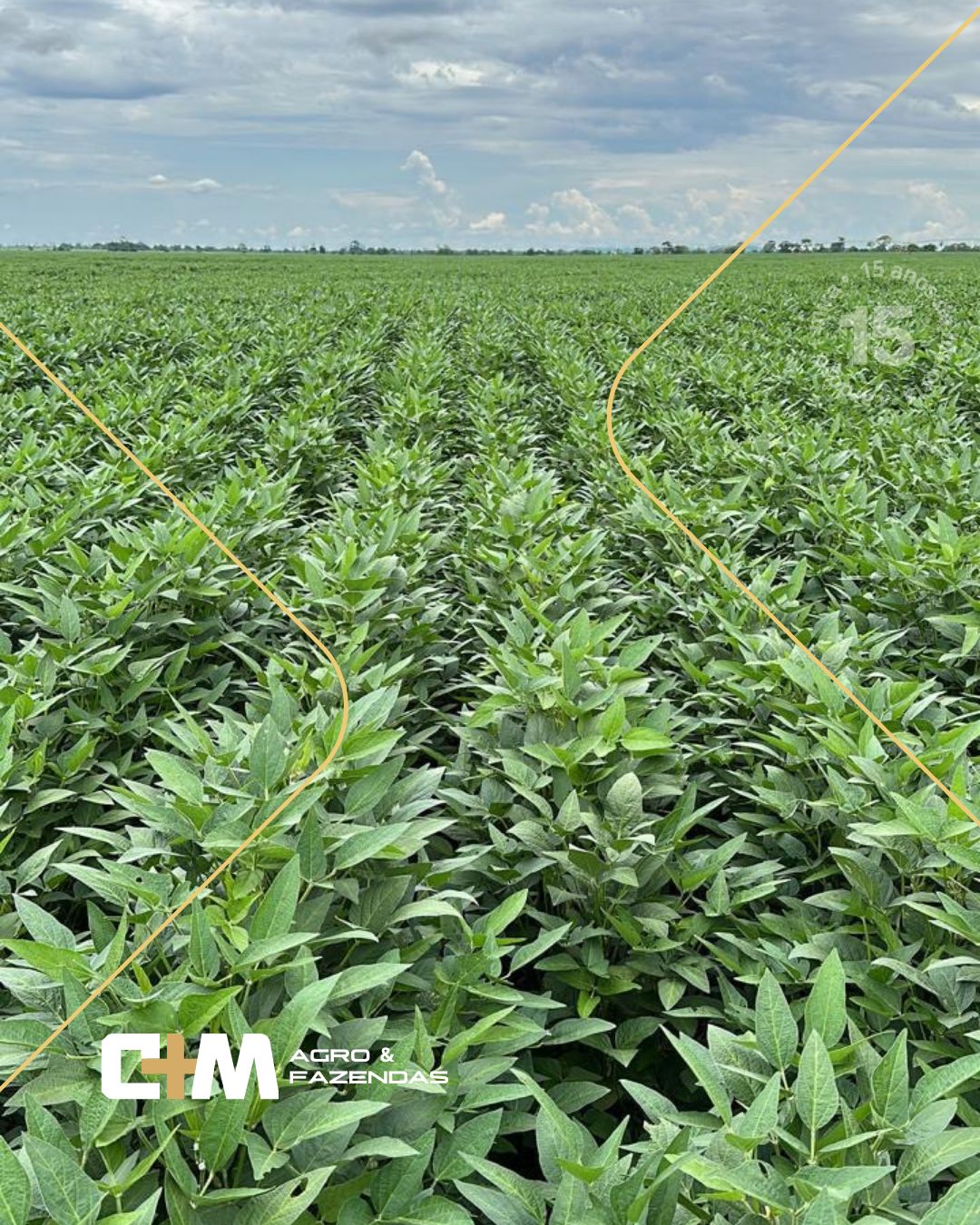 Fazenda Sol Nascente – lavoura 2