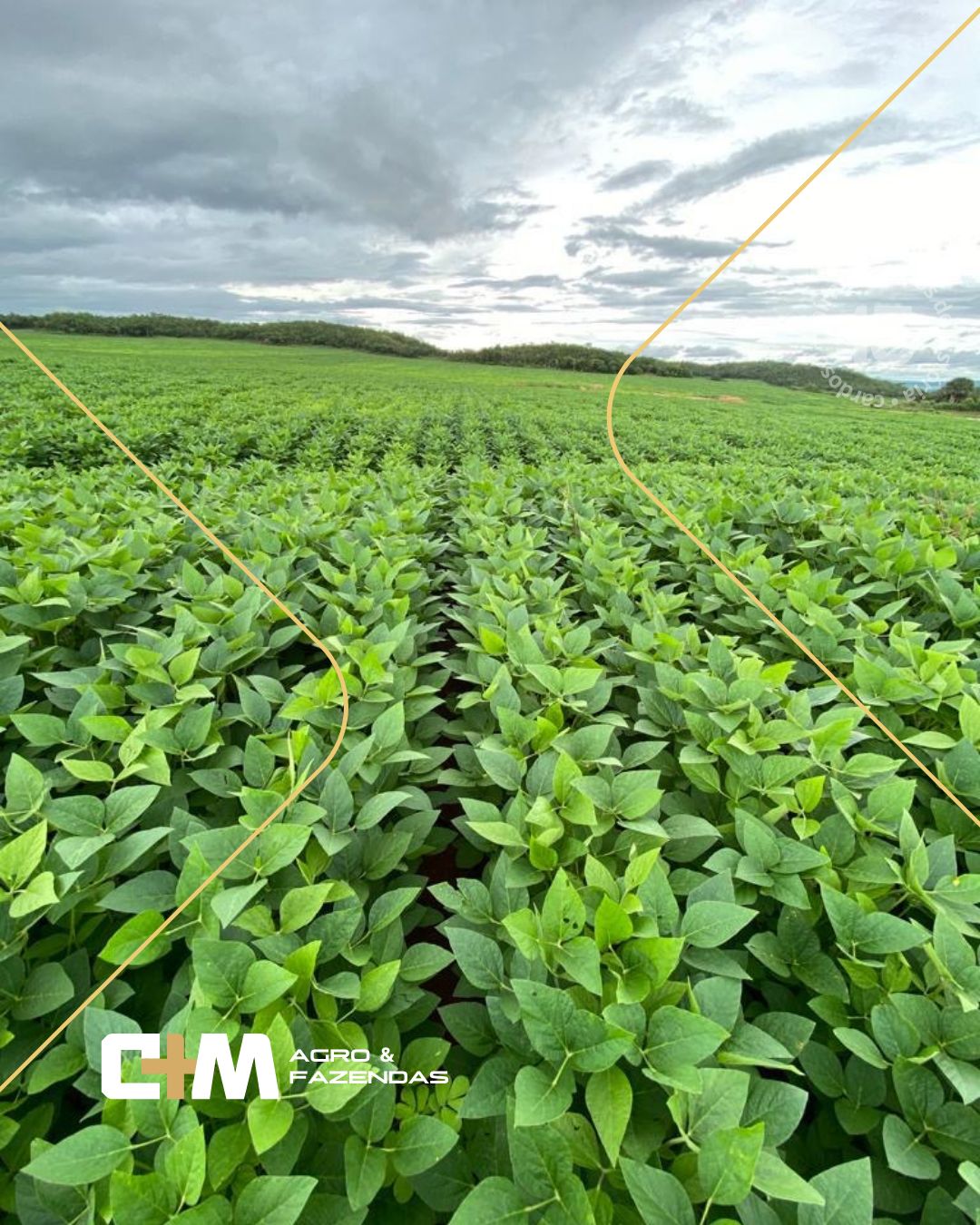 Fazenda Sol Nascente – lavoura 1
